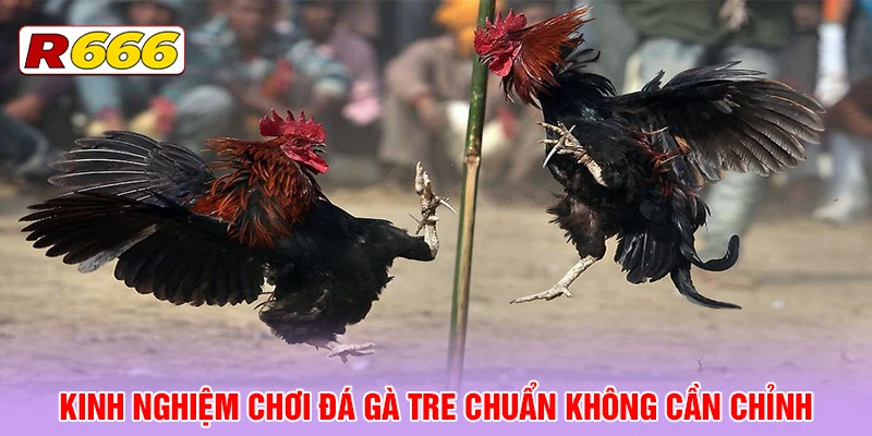 Kinh nghiệm chơi đá gà tre chuẩn không cần chỉnh