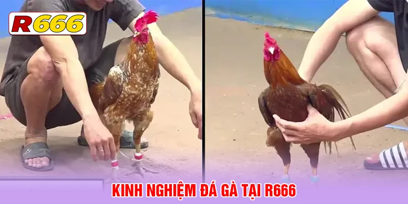 Kinh nghiệm đá gà tại R666